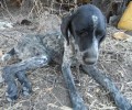Λέσβος: Σε κρίσιμη κατάσταση το βαρελόσκυλο 1.600 ευρώ πρόστιμο στον ιδιοκτήτη του